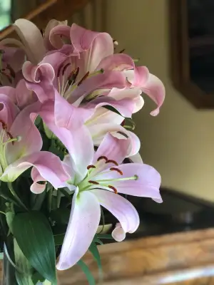 Click Here To View Larger Image