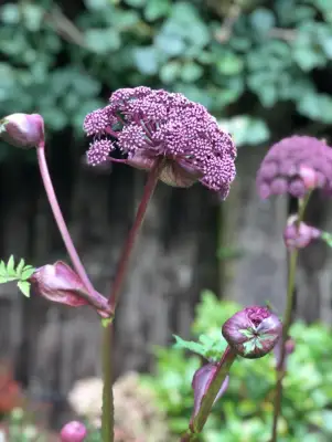 Click Here To View Larger Image