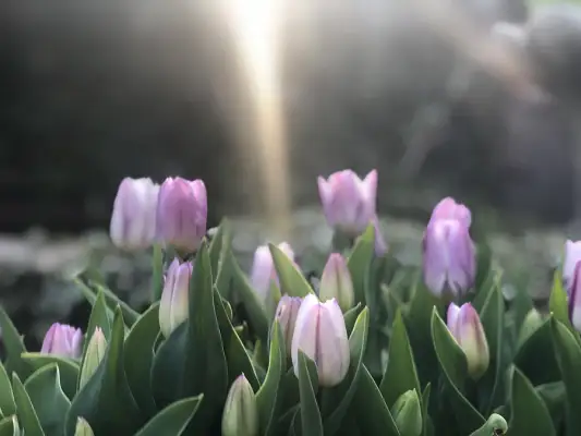 Click Here To View Larger Image