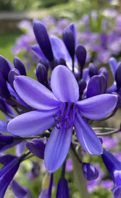 Click Here To View Larger Image