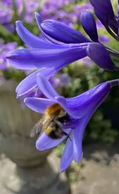 Click Here To View Larger Image