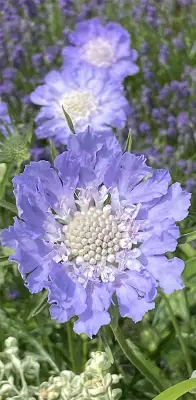 Click Here To View Larger Image