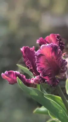 Click Here To View Larger Image