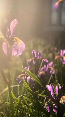 Click Here To View Larger Image