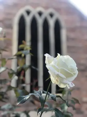 Click Here To View Larger Image