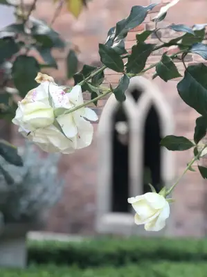 Click Here To View Larger Image